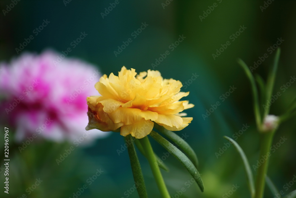 Fototapeta premium beautiful common purslane flower in fresh garden