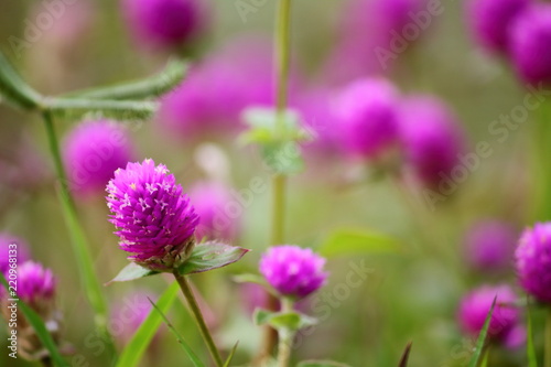 beautiful globe amaranth flower fresh in nature