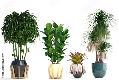 kolekcja roślin ozdobnych w doniczkach