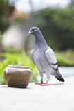 full body of speed racing pigeon standing on home loft roof