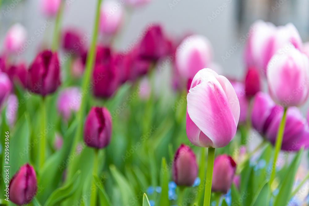 Fototapeta premium Close up to tulip flower, City decoration in Switzerland. Tulip is one of the most beautiful flower, which usually found in Europe. There are plenty of color.