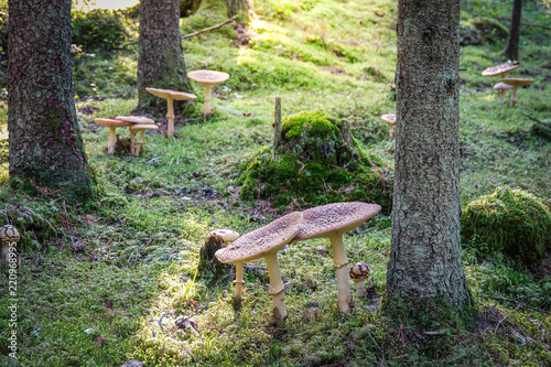 Amanita regalis, royal fly ...