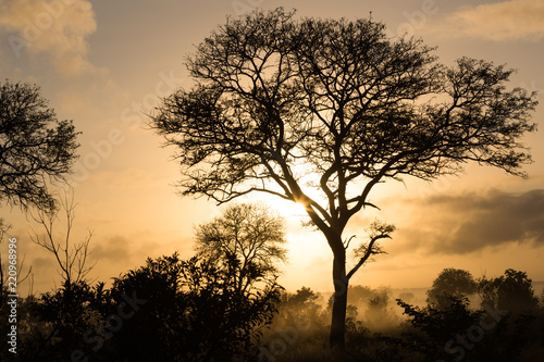 The silhouette of a tree is captured with the sun rising behind it in Sabi Sand, South Africa.