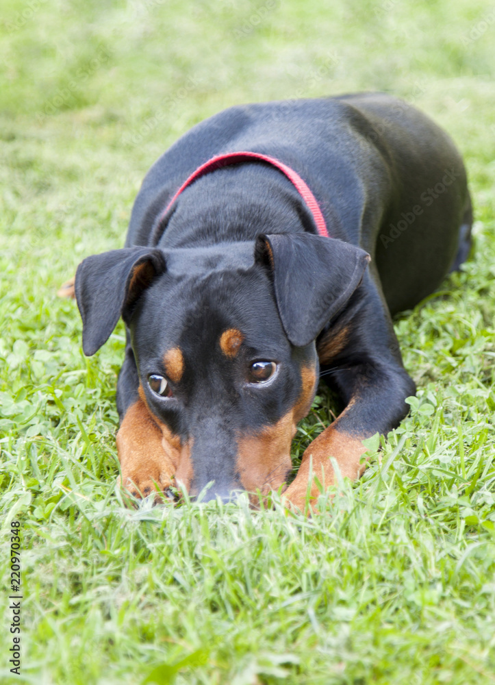 lonely sad German Pinscher lying on the lawn in the backyard of a country house lonely sad German Pinscher lying on the lawn in the backyard of a country house