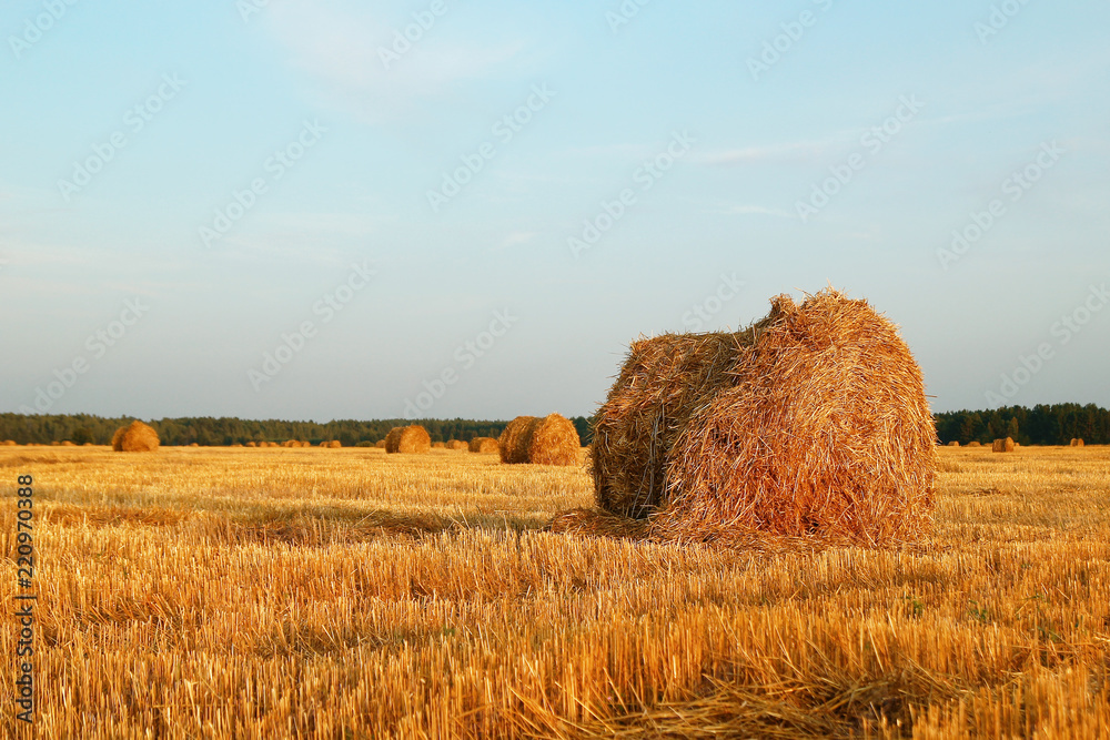 Field with dry yellow grass and haystacks on a sunset. Autumn landscape.