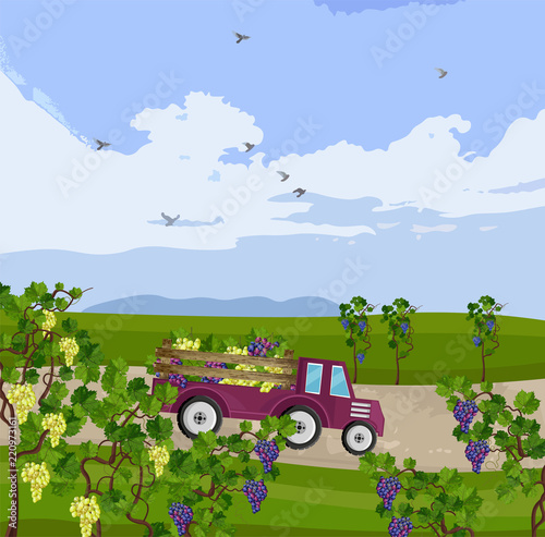 Truck with grapes harvest Vector. Vineyard fields autumn season illustrations
