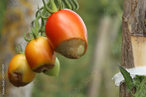 Sick tomatoes with apical rot