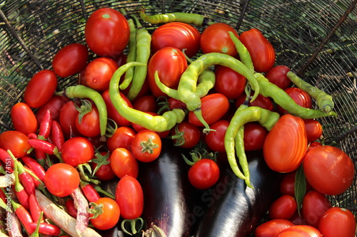 Home grown organic vegetables: aubergines, red chilis, green chilis, cherry tomatoes.