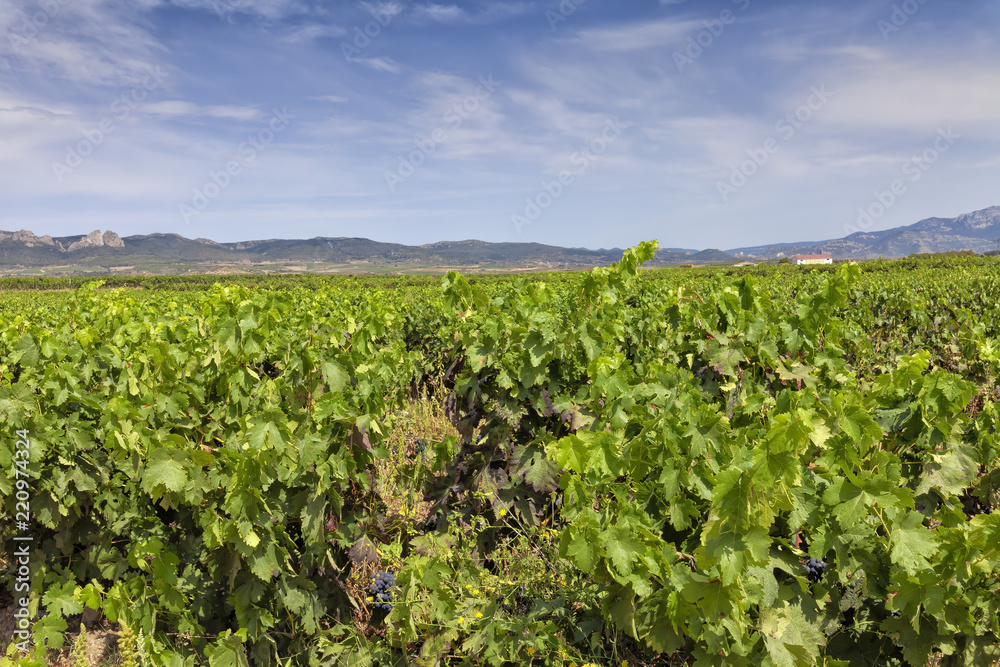 Vineyards in the region of La Rioja