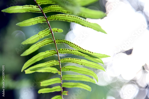 Fern leaves as a natural fresh, green background. Fern sporophytic strobulus. photo