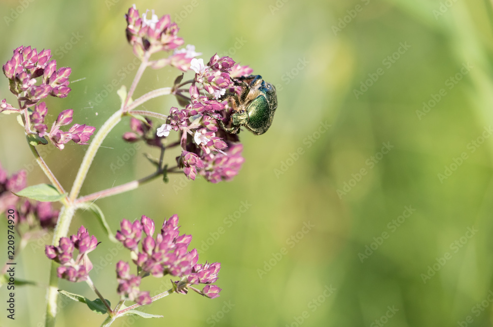 Green rose chafer beetle (Cetonia aurata) sitting on purple flowers of oregano (Origanum vulgare) with green blurred background. Summer meadow, Russia, Southern Urals. Green rose chafer beetle (Cetonia aurata) sitting on purple flowers of oregano (Origanum vulgare) with green blurred background. Summer meadow, Russia, Southern Urals.