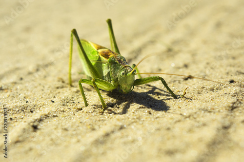large green grasshopper on a sandy road, close up
