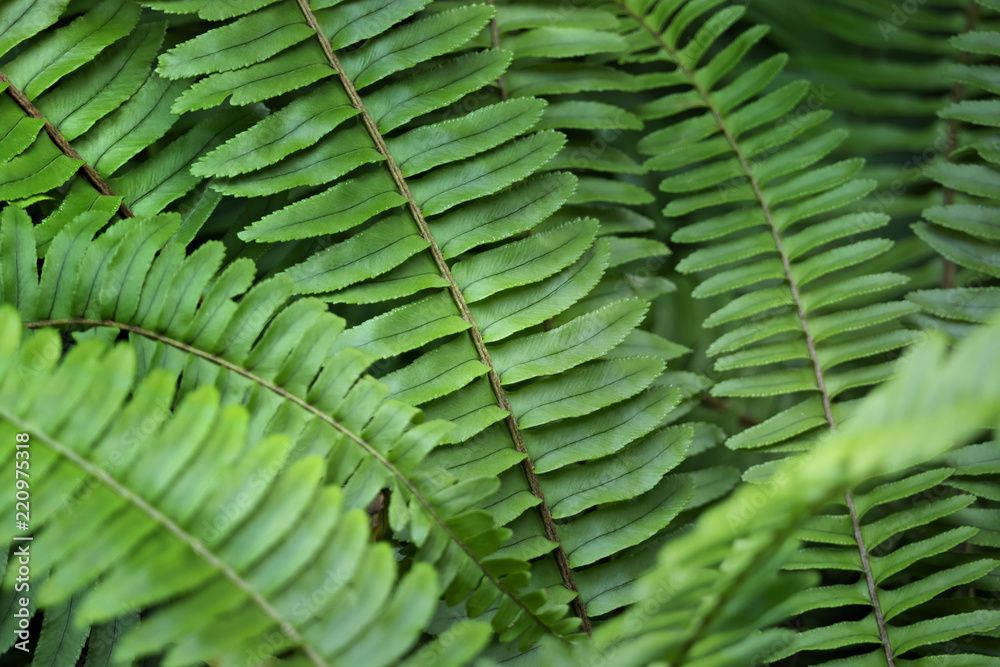 Fototapeta premium green fern in the forest