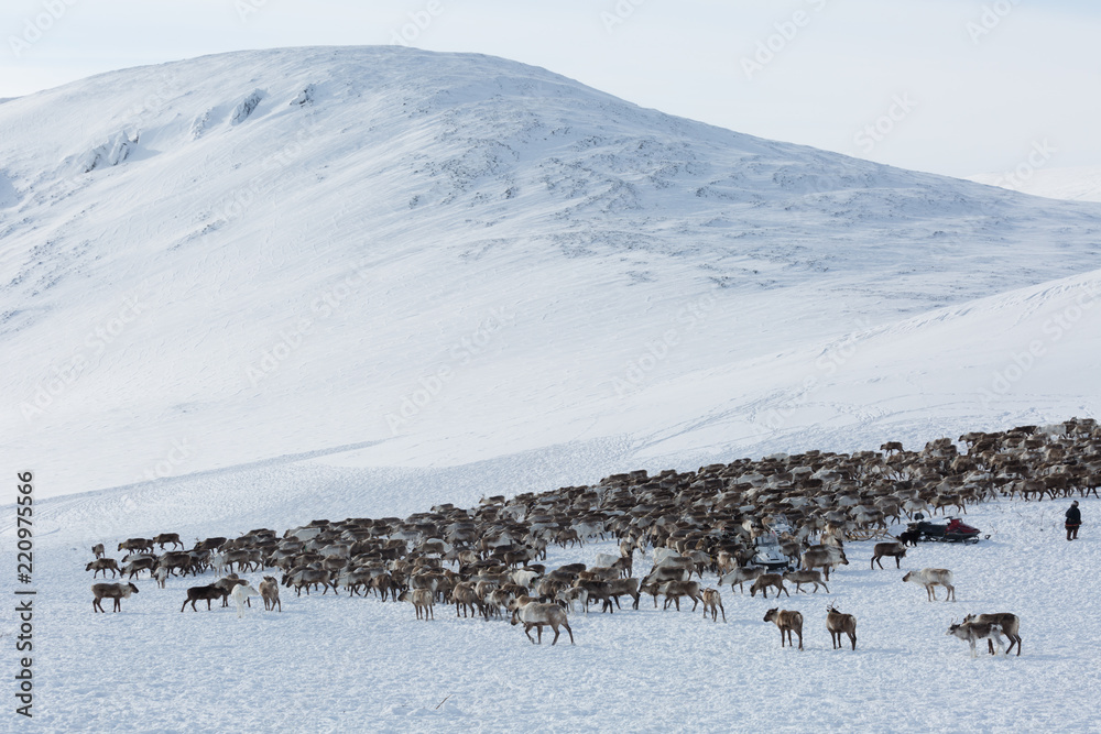 large herd of reindeers in winter, Yamal, Russia large herd of reindeers in winter, Yamal, Russia