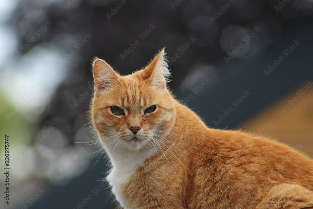 Fototapeta premium Rode kater