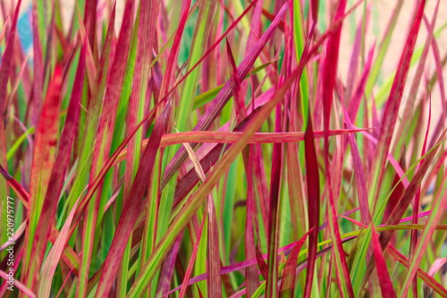 Japanisches Blutgras 'Red Baron' photo