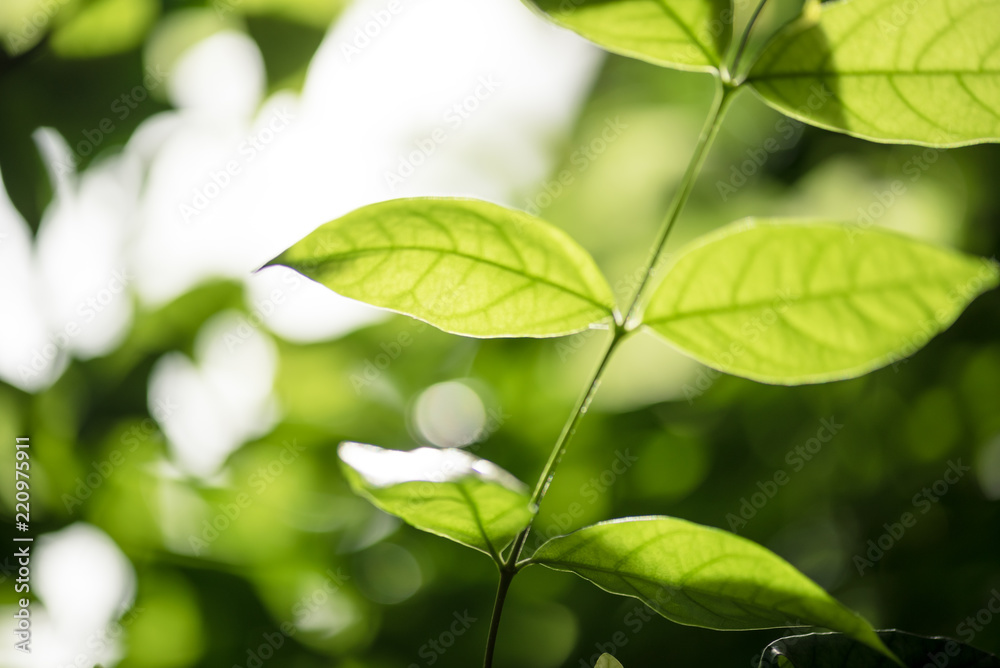 abstract,bokeh leaf pattern nature green background. abstract,bokeh leaf pattern nature green background.