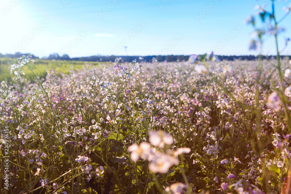 beautiful meadow flowers in the sunset light background, little pink and white flowers