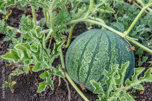 Natural ripe, juicy, organic watermelon growing in the field or garden. Russian homemade product. Autumn harvest time in the farm.