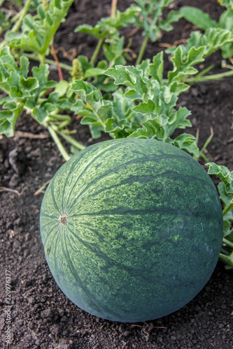 Natural ripe, juicy, organic watermelon growing in the field or garden. Russian homemade product. Autumn harvest time in the farm.