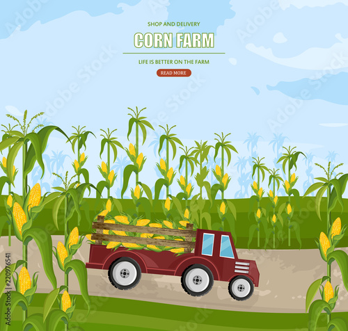 Truck with corn harvest Vector. Maize fields autumn season illustrations