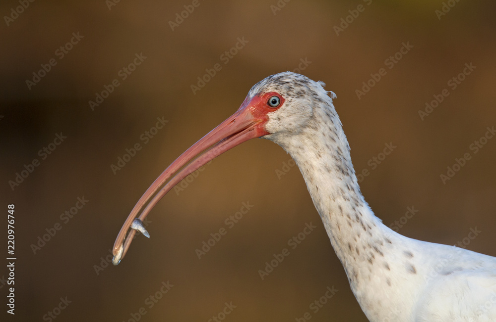 Portrait of a American white ibis (Eudocimus albus) with a fish in its beak at Fort Meyers Beach.