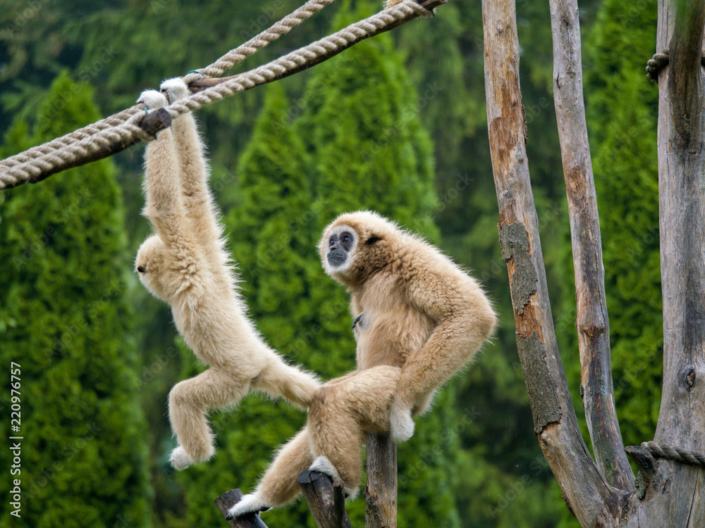 Obraz premium mama monkey looking ant baby monkey