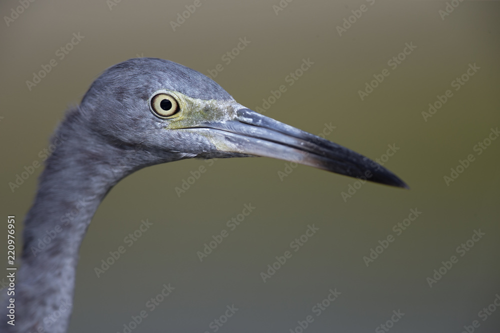 Portrait of a little blue heron (Egretta caerulea) with water in the background. Portrait of a little blue heron (Egretta caerulea) with water in the background.