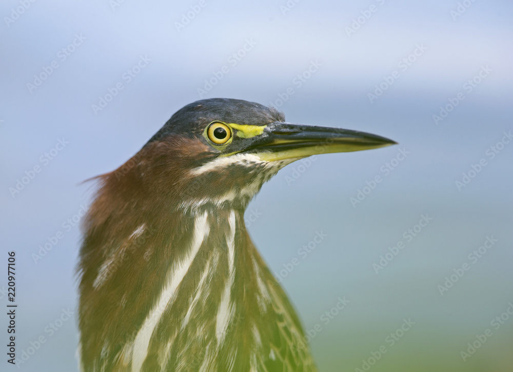 Portrait of a Green heron (Butorides virescens) perched in a tree at the water. Portrait of a Green heron (Butorides virescens) perched in a tree at the water.