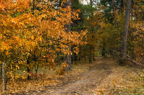 autumn sketches. landscape. autumn colors. © Mykhailo