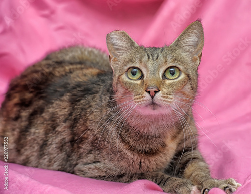 Принти на полотні striped cat with a clipped ear