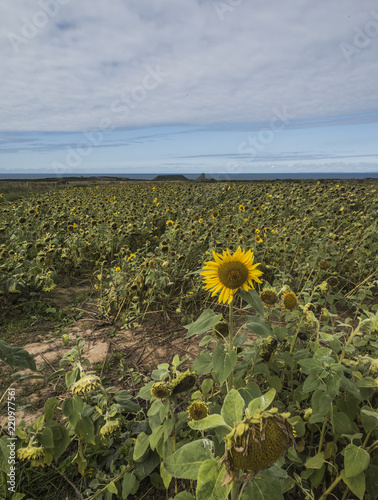 Sunflowers Rossili, Gower, Wales, UK photo