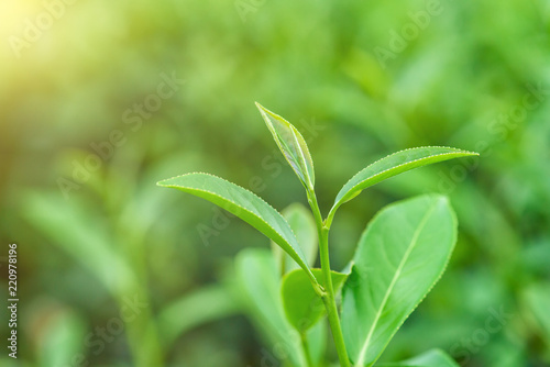 Fresh tea leafs in plantation. © yotrakbutda