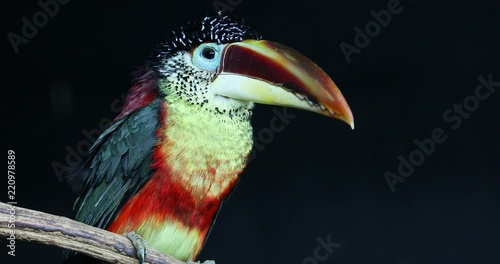 Close-up Portrait Of A Curl-Crested Aracari (Pteroglossus Beauharnaesii) Perched On The Tree Branch. Also Known As The Curly-Crested Aracari - DCi 4K Resolution photo