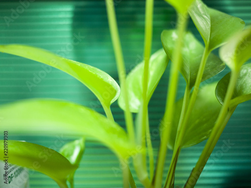 close up green leaf with green polymer background