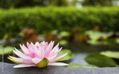 The beauty of the pink lotus in the ceramic basin is in a park. There is a green tree in the background.