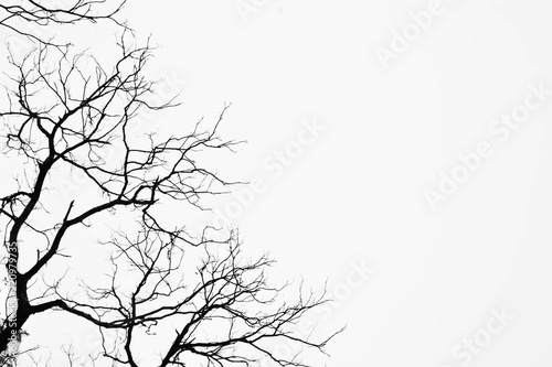 silhouette of a leafless tree isolated on white background