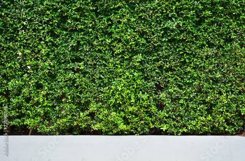 Tree wall on beside the Road. vertical garden wall