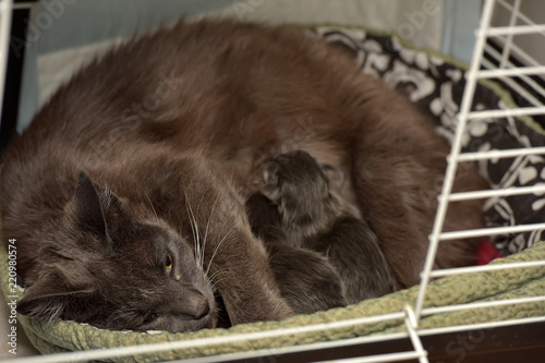 gray lactating cat with newborn kittens photo
