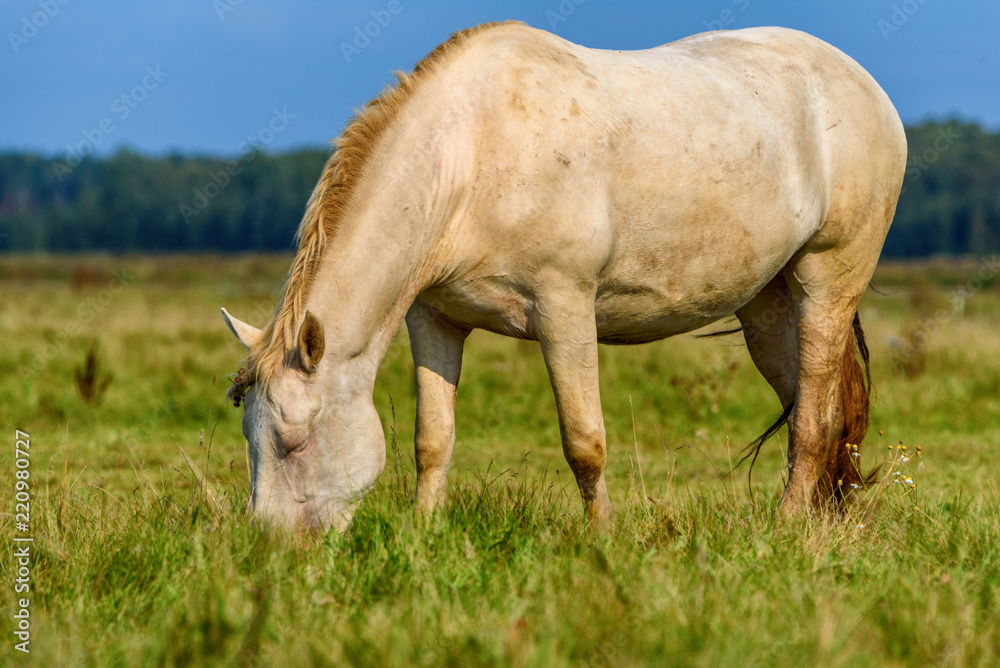 thoroughbred mare in a meadow lonely thoroughbred mare in a meadow lonely