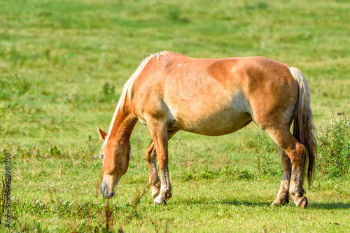 thoroughbred mare in a meadow lonely