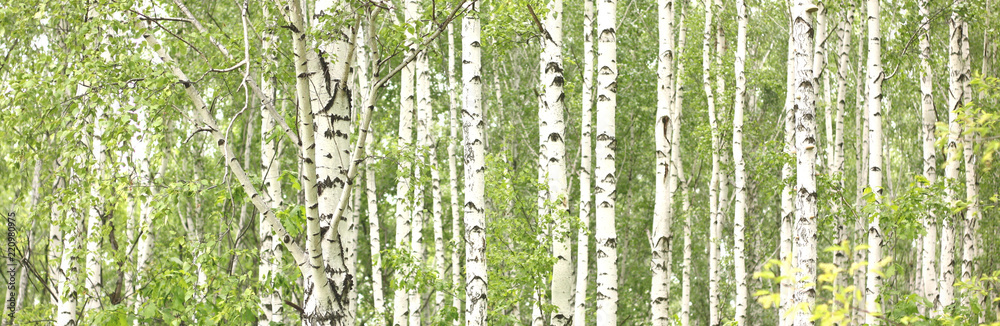 Obraz premium Beautiful birch trees with white birch bark in birch grove