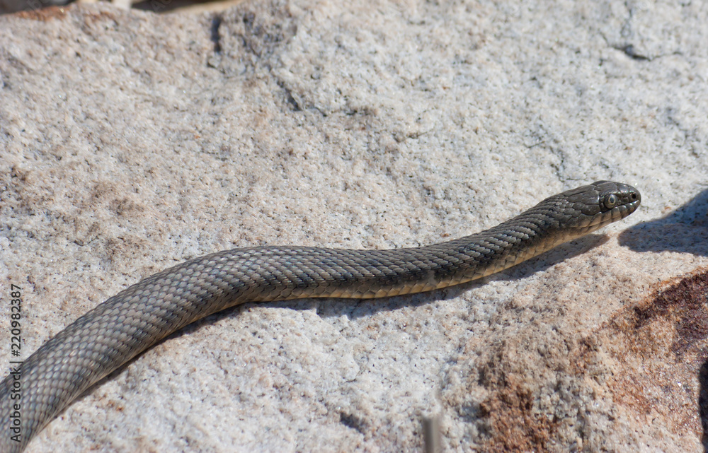 Steppe ratsnake is a species of snake in the family Colubridae Steppe ratsnake is a species of snake in the family Colubridae