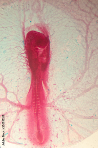 Development of the embryo chicken,The development of the chick on the slide under microscope. photo