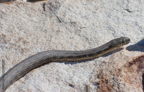 Steppe ratsnake is a species of snake in the family Colubridae