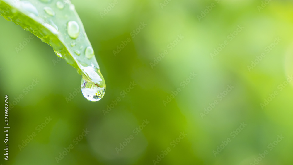 Water drop on green leaf 1 - obrazy, fototapety, plakaty 