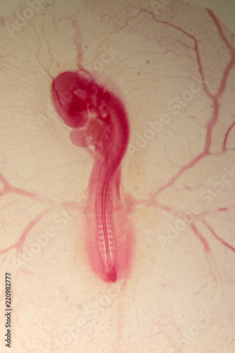 Development of the embryo chicken,The development of the chick on the slide under microscope. photo