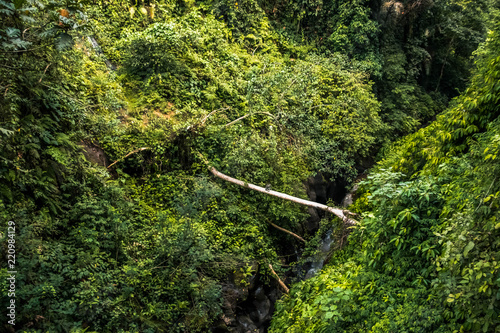 Macacos en la selva  isla de Bali  Indonesia.