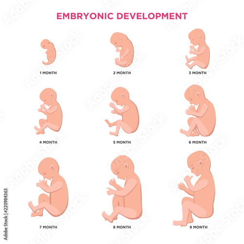 Embryonic development month by month cycle from 1 to 9 month to birth with embryo icons medical infographic elements isolated on white background, vector flat illustration set.