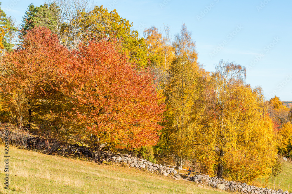 Trees on a stone wall on a hillside with autumn colors
